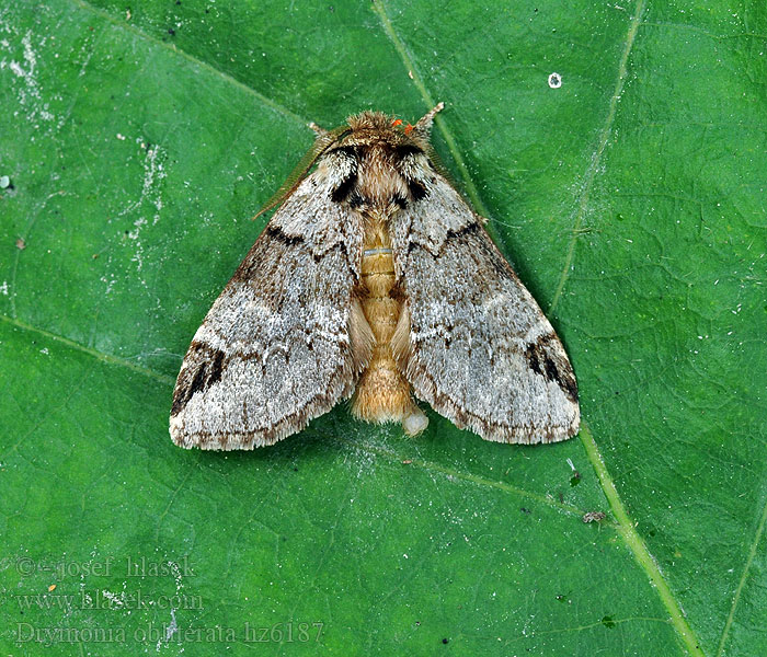 Drymonia obliterata Beukentandvlinder Bokflikvinge