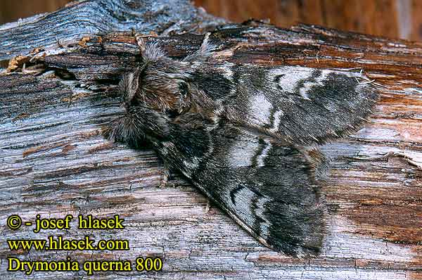 Chochlatka dubinová Demi-Lune blanche Drymonia querna