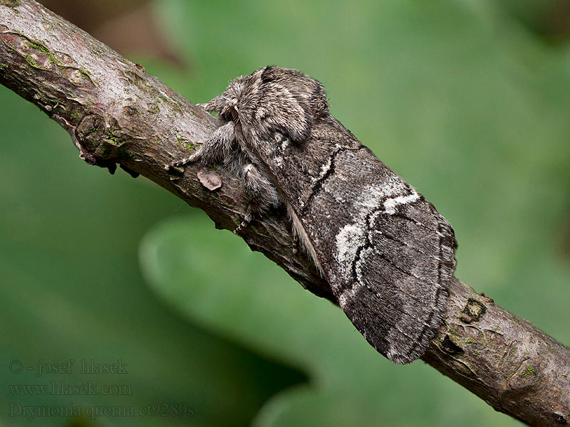 Hřbetozubec drnákový Hellgrauer Drymonia querna