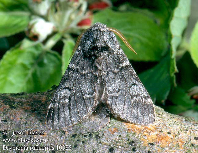 Drymonia ruficornis Dunkelgrauer Zahnspinner Hřbetozubec dubový Maantandvlinder Ruotsintammihammaskehrääjä Demi-Lune noire Lunar Marbled Brown Lys eiketannspinner Dąbrówka chaonia Chochlatka dubová Vinterekspinnare Cserfa-púposszövő Хохлатка дубовая