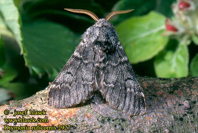 Drymonia ruficornis Maantandvlinder Demi-Lune noire