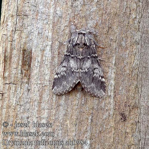 Drymonia ruficornis Lunar Marbled Brown