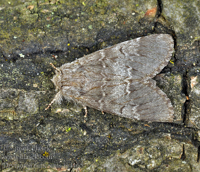 Drymonia ruficornis Cserfa-púposszövő