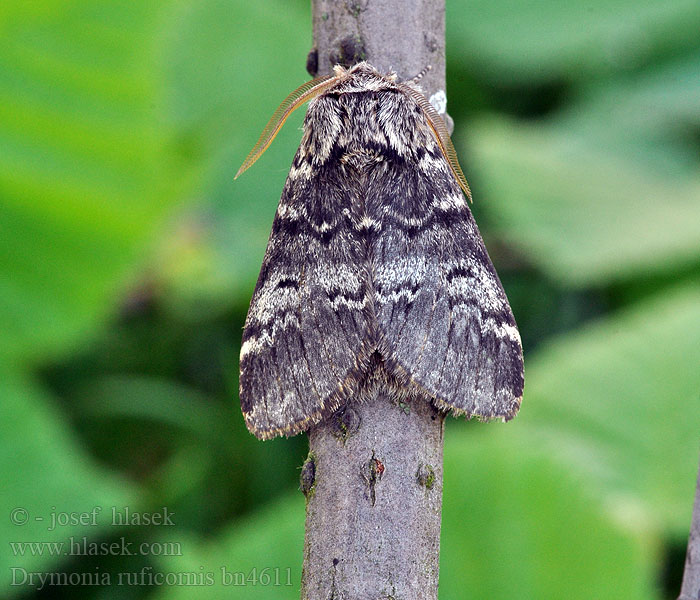 Drymonia ruficornis Хохлатка дубовая