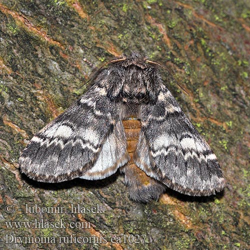 Drymonia ruficornis Lys eiketannspinner Dąbrówka chaonia