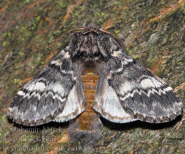 Drymonia ruficornis Dunkelgrauer Zahnspinner