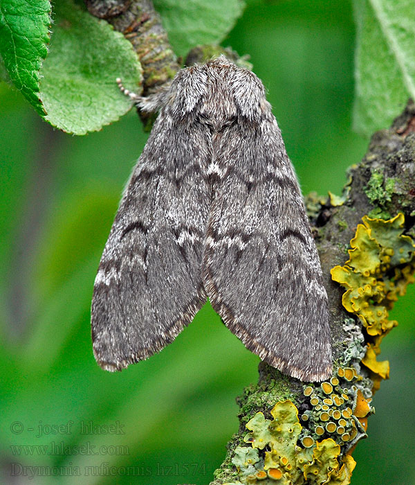 Dunkelgrauer Zahnspinner Drymonia ruficornis