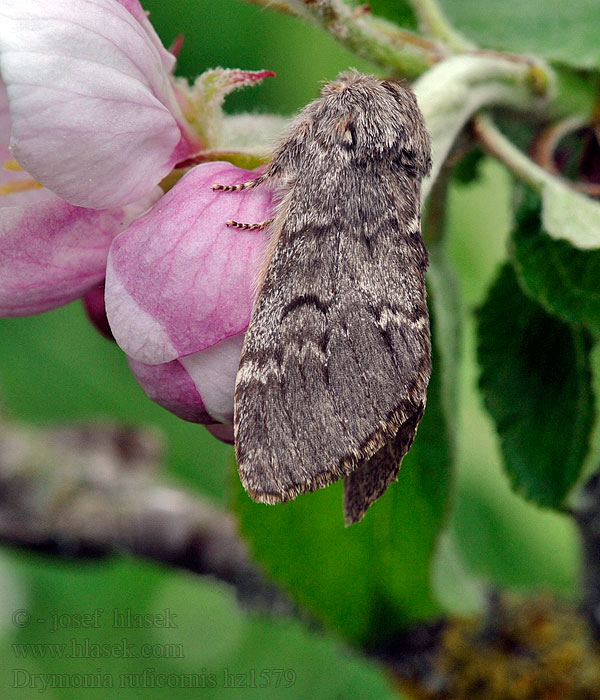 Hřbetozubec dubový Drymonia ruficornis