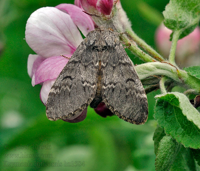 Maantandvlinder Drymonia ruficornis