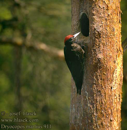 Dryocopus martius Black Woodpecker Schwarzspecht Pic noir Pito Negro Datel černý Sortspætte Zwarte Specht Palokärki Picchio nero Svartspett Spillkråka Tesár čierny Kara ağaçkakan Črna žolna ciocanitoare neagra Dzięcioł czarny Fekete harkály Melnā dzilna Juodoji meleta Musträhn Crna žuna 黑啄木鸟 Желна クマゲラ 가막딱다구리 Μαυροτσικλιτάρα Чорна жовна