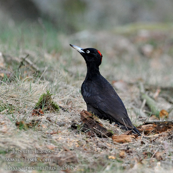 Dryocopus martius Black Woodpecker Schwarzspecht Pic noir