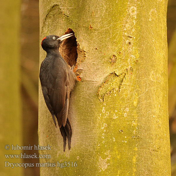 Dryocopus martius Schwarzspecht Black Woodpecker