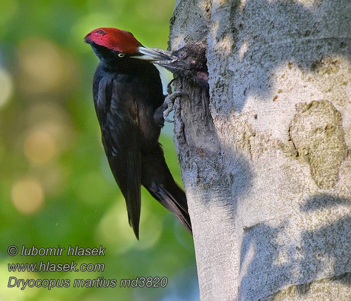 Pito Negro Dryocopus martius