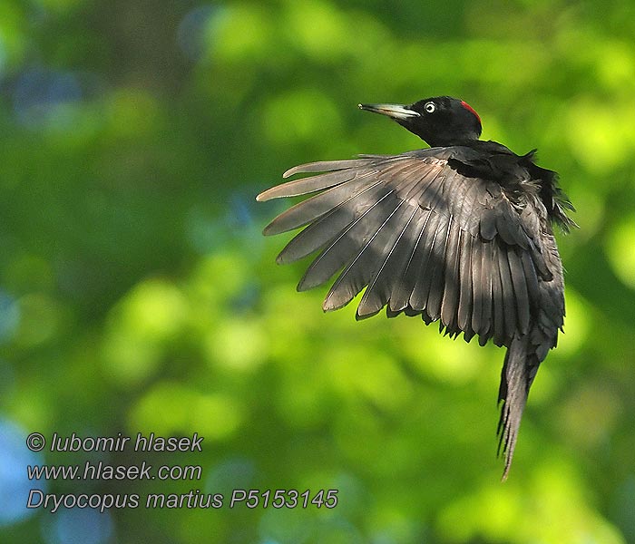 Schwarzspecht Dryocopus martius