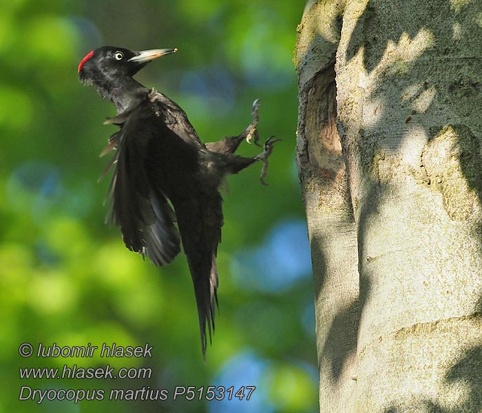 Black Woodpecker Dryocopus martius