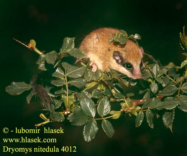 Dryomys nitedula Forest dormouse Baumschläfer