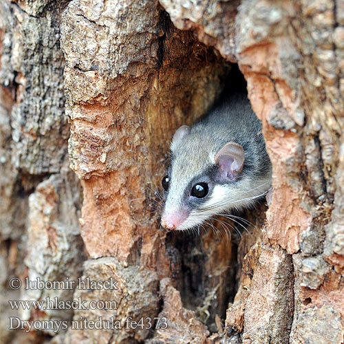 Вовчок лісовий Forest dormouse