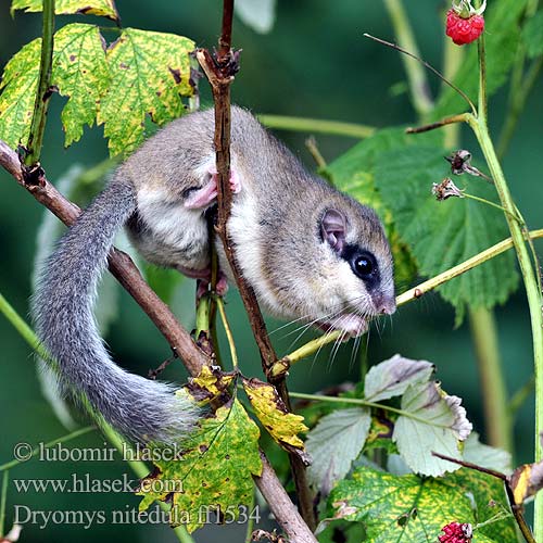 Dryomys nitedula ff1534