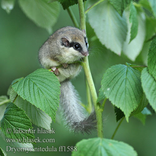 Forest dormouse Baumschläfer Dryomys nitedula