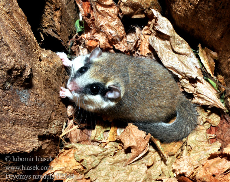 Dryomys nitedula Lérotin communn Erdei pele