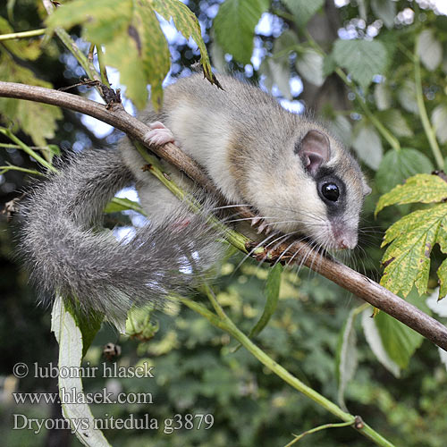 Dryomys nitedula g3879