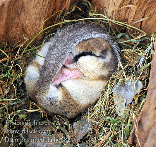 Dryomys nitedula Горски сънливец