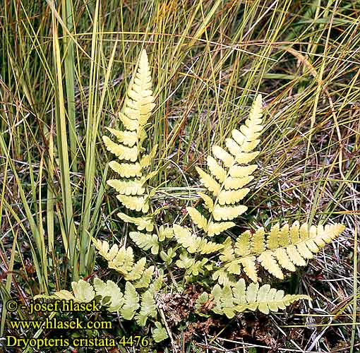 Dryopteris cristata Gray Crested Shield Fern Narrow Swamp