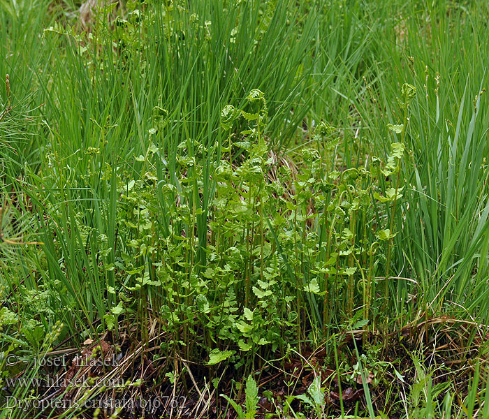 Dryopteris cristata Kapraď hřebenitá Granbräken Vasstelg