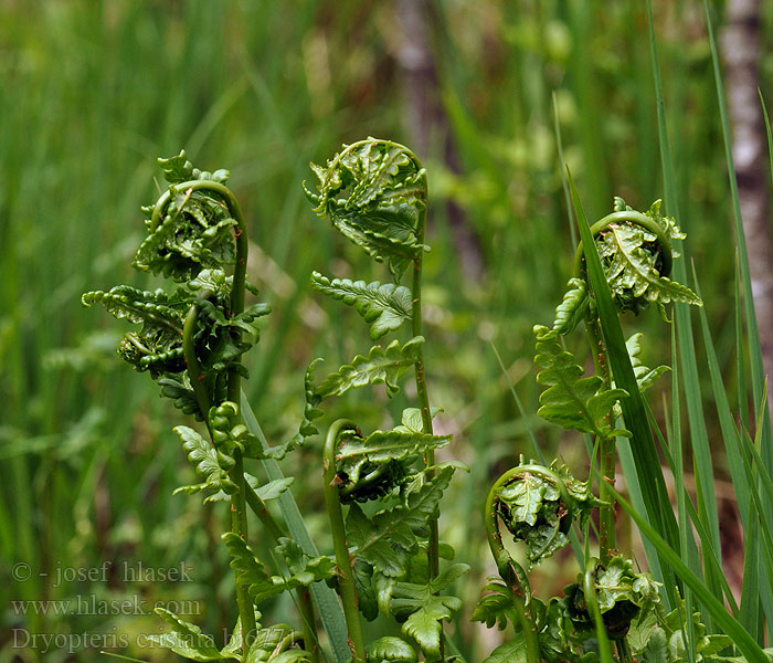 Dryopteris cristata Swamp Butfinnet Mangeløv Korpialvejuuri