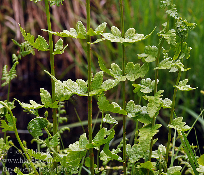 Dryopteris cristata Kammfarn Nerecznica grzebieniasta