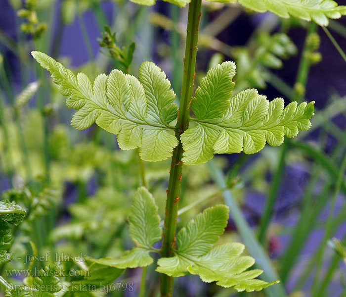 Kapraď hřebenitá Dryopteris cristata Granbräken Vasstelg