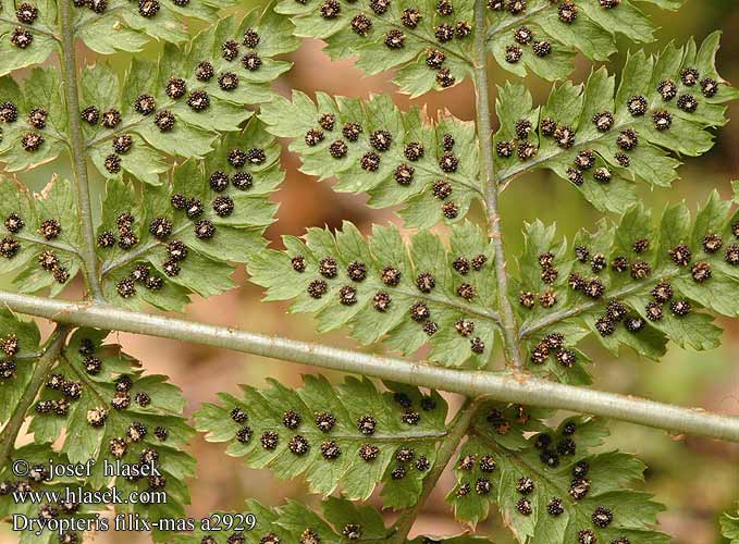 Dryopteris dilatata