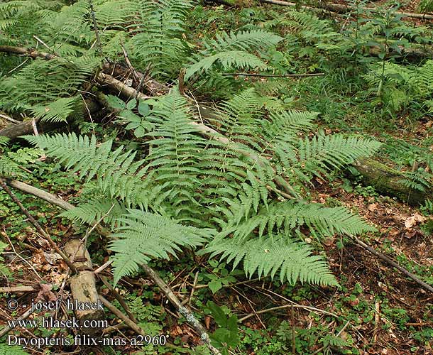 Dryopteris filix-mas