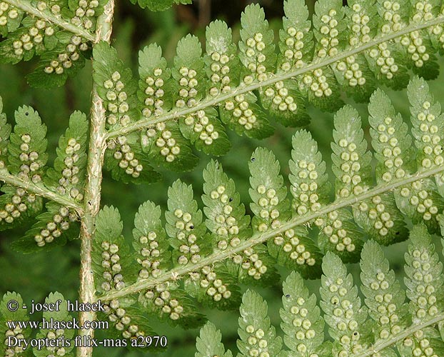 Dryopteris filix-mas