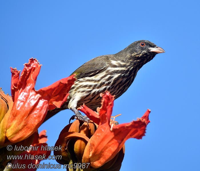 Palmedrossel Palmchat Sigua Palmera Palmulainen