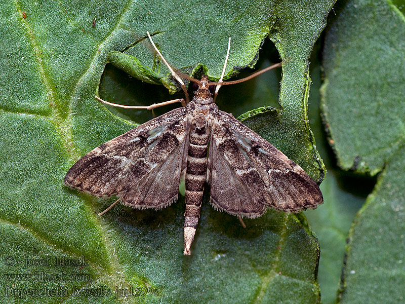 Dupenchelia fovealis Duponcheliamot