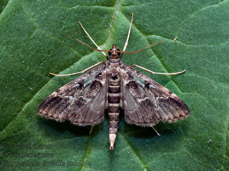 Dupenchelia fovealis Duponcheliamot