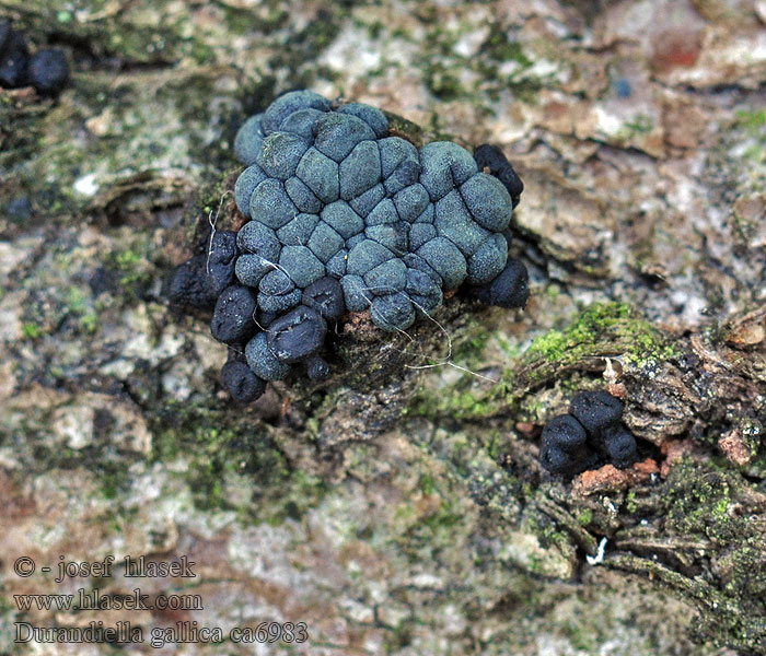 Durandiella gallica