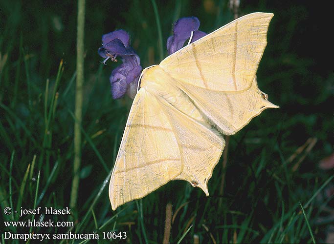 Durapteryx sambucaria 10643