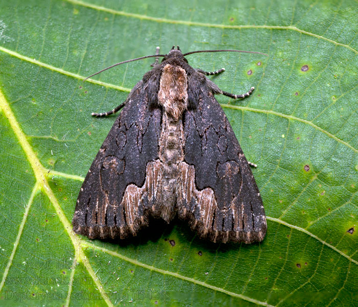 Dypterygia scabriuscula Blýskavka šťovíková Napleczka szczawica Vogelwiekje Pilörtsfly