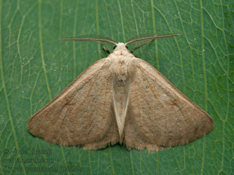 Dyscia penulataria