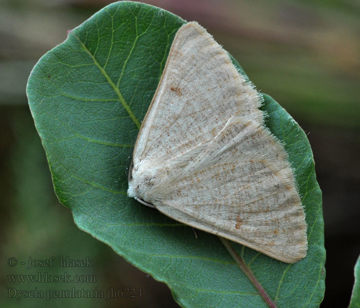 Dyscia penulataria