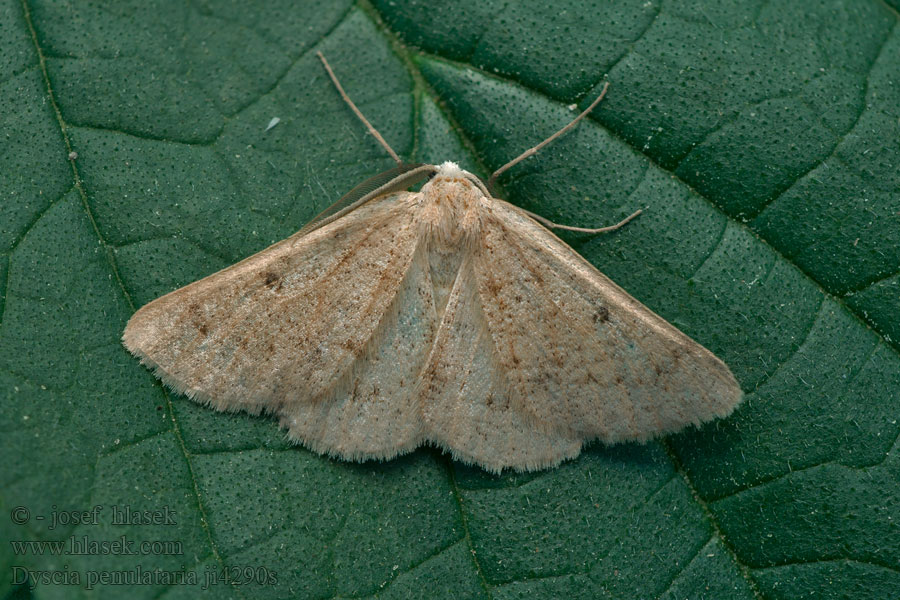 Dyscia penulataria