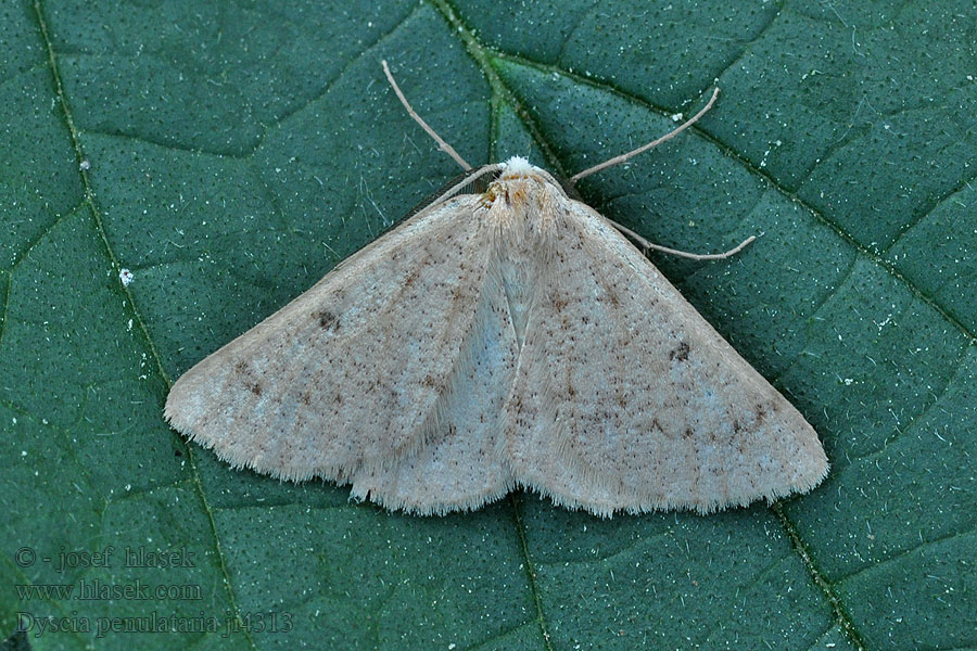 Dyscia penulataria