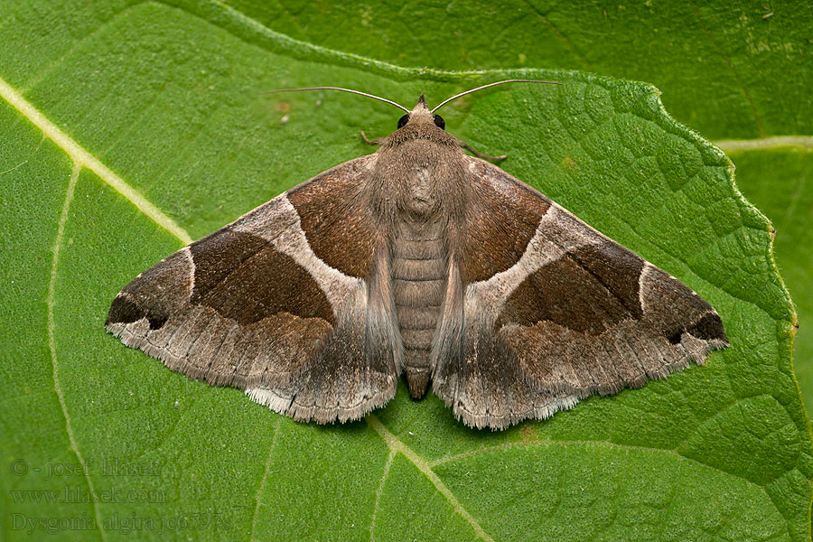 Dysgonia algira