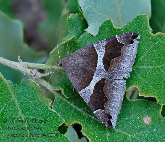 Passenger Bruine prachtuil Brombeereule Dysgonia algira