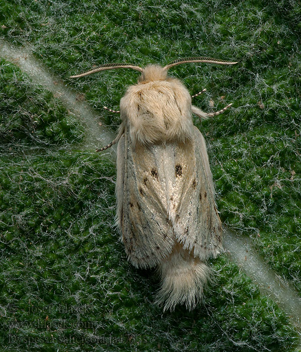 Dyspessa salicicola