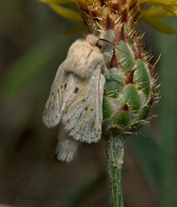 Dyspessa salicicola