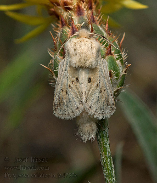 Dyspessa salicicola