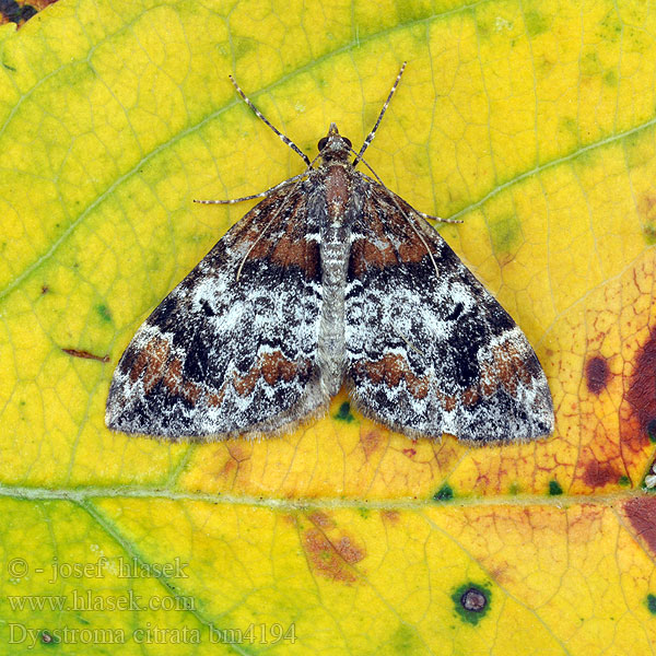 Dark Marbled Carpet Northern Píďalka jahodníková Cidarie Myrtille